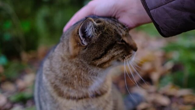 A female hand caresses a tabby cat in the forest. Cute prety cat. Beautiful forest wildcat