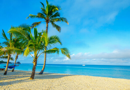 Coconut tree on the sky background © photolink