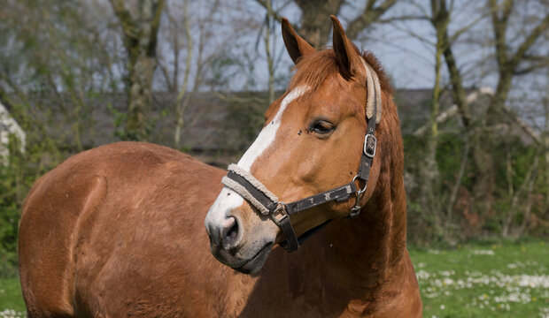 Chestnut colored horse turns its head to the right in a meadow with many daisies on a sunny day in early spring. In the background trees and a farm or stable. Flies on its head. Wide image