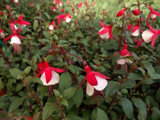 Close up on red and white Fuchsia flower and dark green matte leaves