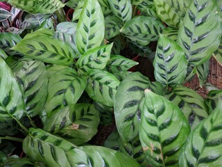 Bright green leaves with dark green stripes of Shadow plant (Calathea Leopardina)