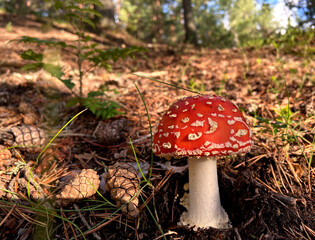 Amanita muscaria or fly agaric in the forest in Autumn