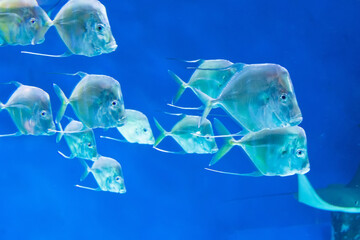 Flock of marine tropical fish Selene vomer fish swims in the depths of the ocean.