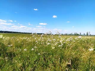 Blumenwiese bei blauem Himmel