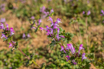 Purple weed in a field closeup
