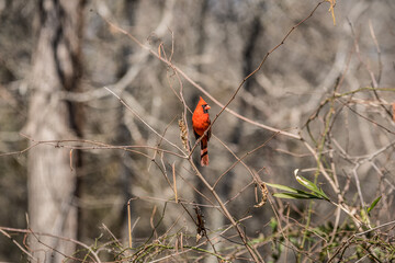 Male cardinal bird in plumage