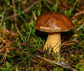 boletus (pinophilus) mushroom in forest undergrowth