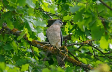 Levant sparrowhawk (Accipiter brevipes) 