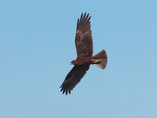western marsh harrier (Circus aeruginosus) in flight
