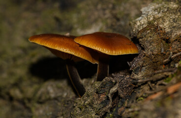 two small orange brown mushrooms growing from tree bark