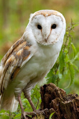 Barn Owl (Tyto alba)