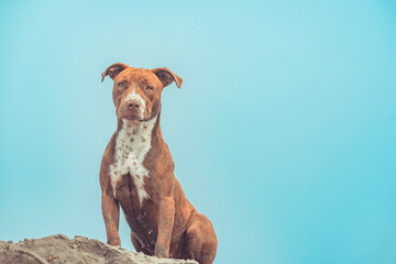 Pitbull, terrier, caballos