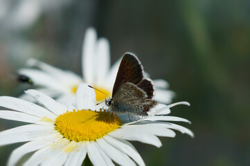pigeon butterfly on a daisy flower in the garden