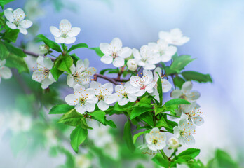 Cherry branch with beautiful background