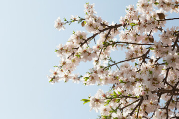 white cherry flowers on spring time