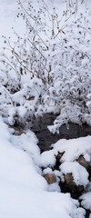 Winter stream flowing among the snow-covered bushes.