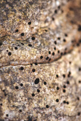 abstract mushroom with black holes