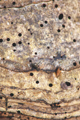 abstract mushroom with black holes