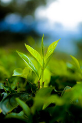 Tea Tree, Taste of Tea