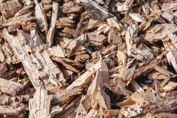 rotten tree after winter frost. the remains of rotten wood