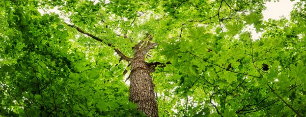 Keuken spatwand met foto Old oak tree with green lush foliage in cloudy summer day. © candy1812
