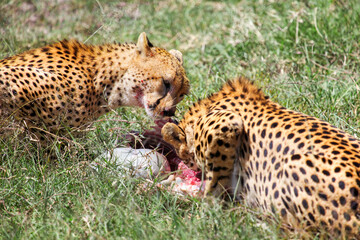 Cheetahs eating an antelope