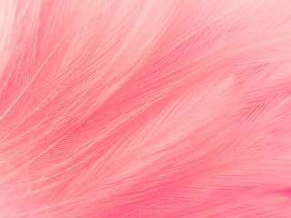 Beautiful abstract light pink feathers on white background,  white feather frame texture on pink texture pattern and pink background, love theme wallpaper and valentines day