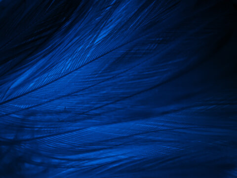 Beautiful abstract blue feathers on black background, black feather texture on blue pattern and blue background, feather wallpaper, blue banners, love theme, valentines day, soft texture © Weerayuth