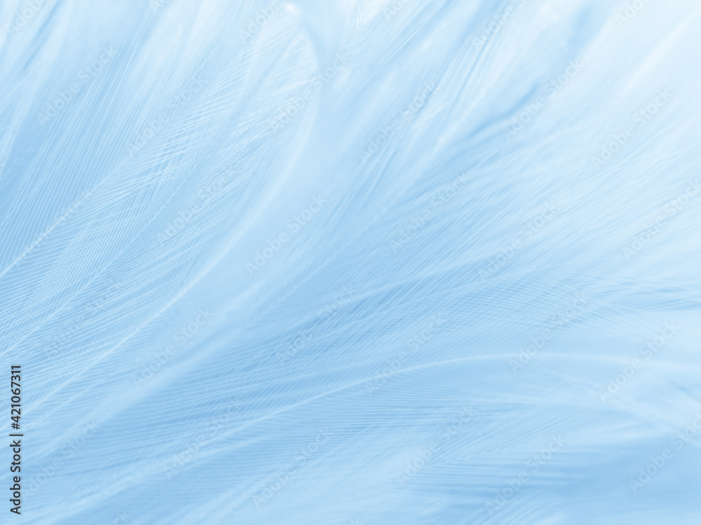 Wall mural beautiful abstract blue feathers on white background, black feather texture and blue background, fea