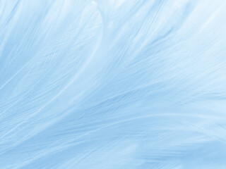 Beautiful abstract blue feathers on white background, black feather texture and blue background, feather wallpaper, blue texture banners, love theme, valentines day, light blue texture
