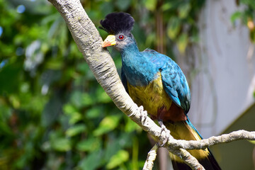 Fototapeta premium Bright bird with a tuft sitting on a branch in the Zoological garden