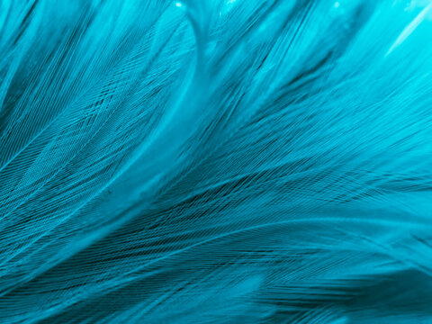 Beautiful abstract blue feathers on white background, black feather texture and blue background, feather wallpaper, blue texture banners, love theme, valentines day, light blue texture © Weerayuth