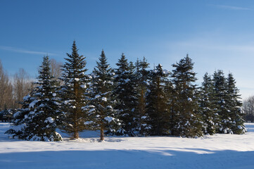 Fototapeta na wymiar Fir trees in the forest covered by fresh white snow and lit by evening sun. Long blue shadows on the snow