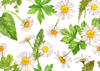 watercolor drawing seamless pattern with daisy flowers