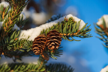 Closeup of fir tree branch with two small cones covered by fresh snow. Clear blue sky in the background