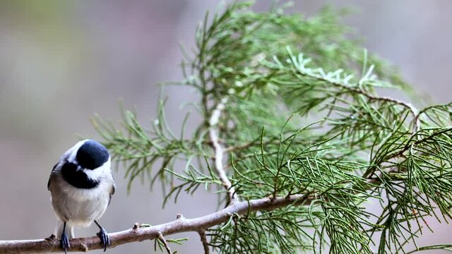 Chickadee perching on branch