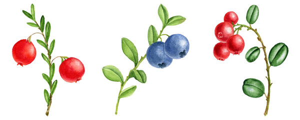 watercolor berries of cranberries, lingonberries and blueberries