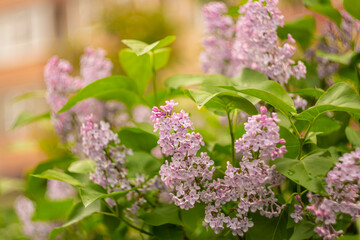 Lilacs in spring on a blurred background.