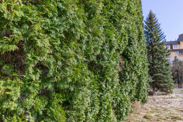 Examples of landscaping with conifers in the city and park. Conifers in landscaping and urban landscaping.