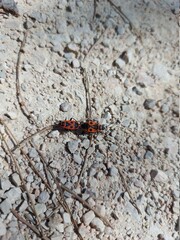 dragonfly on a stone