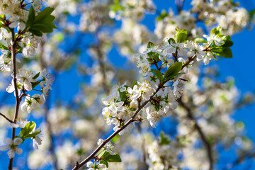 Blooming branches of an apple tree in spring.