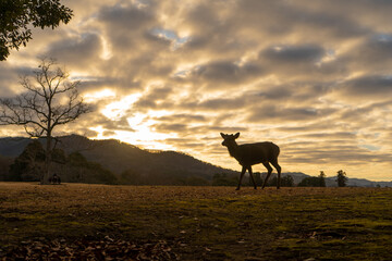 朝日に輝く奈良の鹿