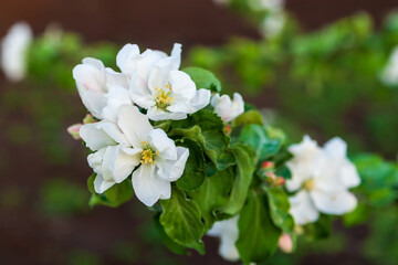Blooming branches of an apple tree in spring.