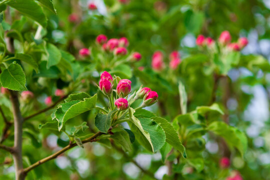 Blooming branches of an apple tree in spring.