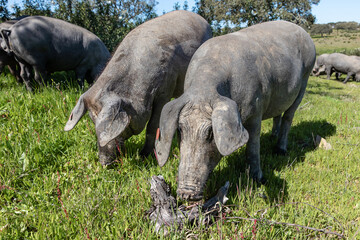 Obraz premium Iberian pigs grazing in the Huelva countryside. Pigs in the green pasture Andalusia, Spain