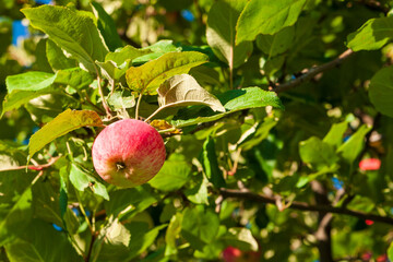 Red ripe apples on an apple tree.