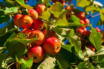 Red ripe apples on an apple tree.