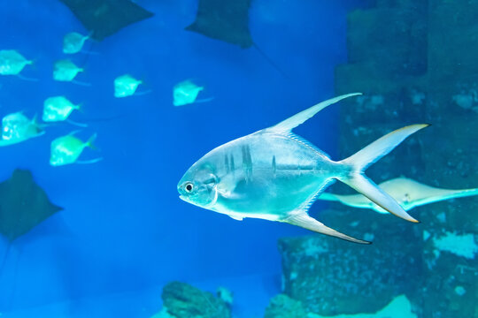 Sea fish Palometa Trachinotus goodei swims in the depths of the ocean.