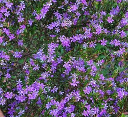 flowers in the garden