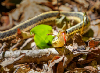 Garter snake with tongue fully extended in forest 